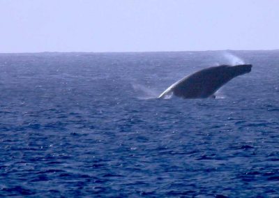 Whale in the water near the beach of the Kaleakai vacation house