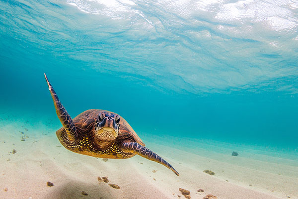 Turtle swimming in water at Ali'i Beach Park