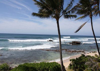 Palm trees and rocks along Oahu beach