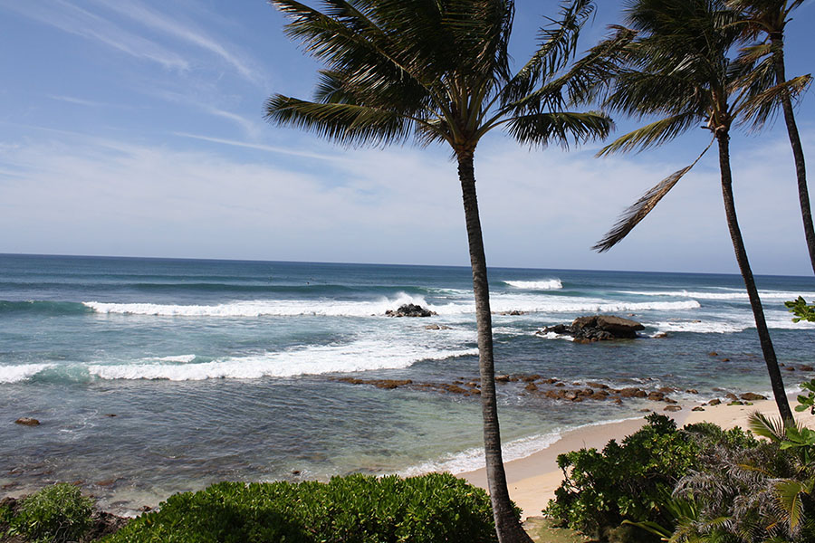 Palm trees and rocks along Oahu beach