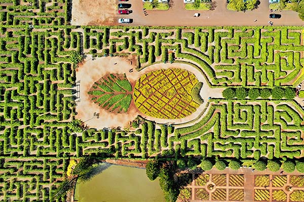 Dole Plantation botanical maze