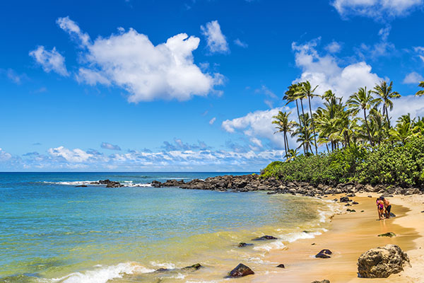 Palm trees along Laniakea Beach