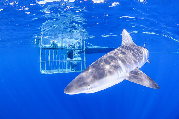 Swimming with sharks along North Shore