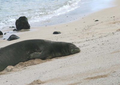 Sun bathing seal