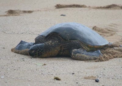 Turtle crawling on beach sand